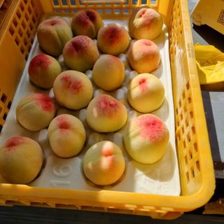 피치나라님의 복숭아 · 자유게시판 작성글 사진