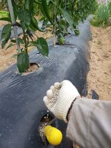 팜모닝 감·영농일지 게시글 이미지