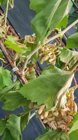 팜모닝 포도·자유게시판 게시글 이미지