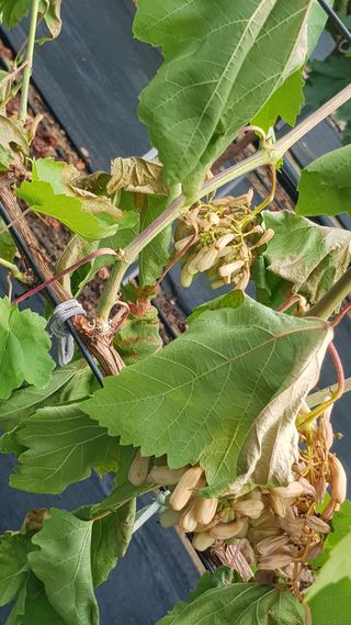 신갑수님의 포도 · 자유게시판 작성글 사진