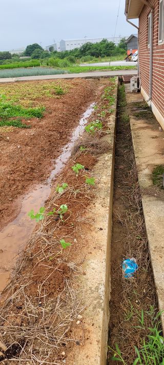 김기철님의 들깨 · 영농일지 작성글 사진