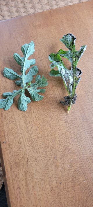 권정회님의 기타작물 · 자유게시판 작성글 사진