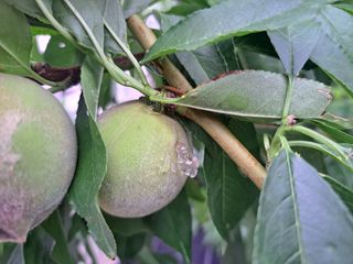 복숭아님의 복숭아 · 병해충상담 작성글 사진