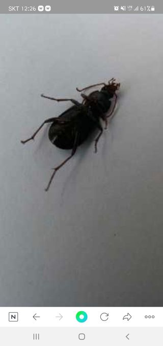 ♡ 예린농원 농장님의 포도 · 병해충상담 작성글 사진