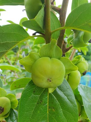 남 샘결 개둥맘님의 감 · 자유게시판 작성글 사진