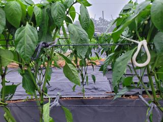 이상숙님의 고추 · 지주설치•유인•성장 작성글 사진