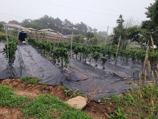 이상숙님의 고추 · 지주설치•유인•성장 작성글 사진