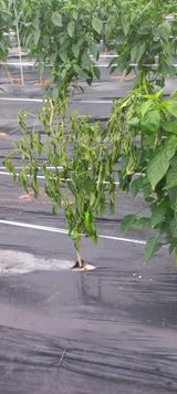 팜모닝 고추·병해충상담 게시글 이미지