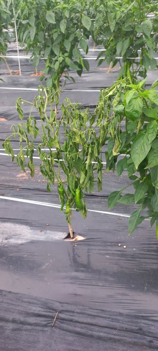 오웅진님의 고추 · 병해충상담 작성글 사진