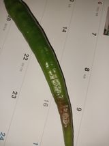 팜모닝 고추·병해충상담 게시글 이미지