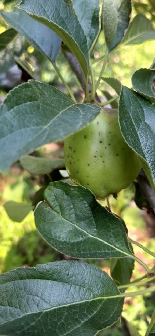 유병백님의 사과 · 병해충상담 작성글 사진