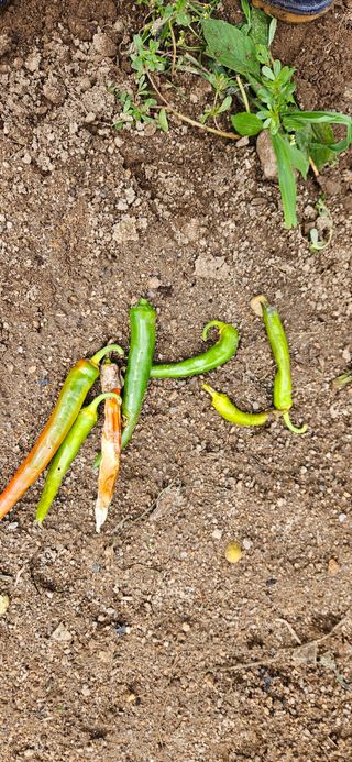감자1963초보농부님의 고추 · 일상 작성글 사진