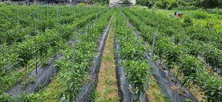 감자1963초보농부님의 고추 · 일상 작성글 사진