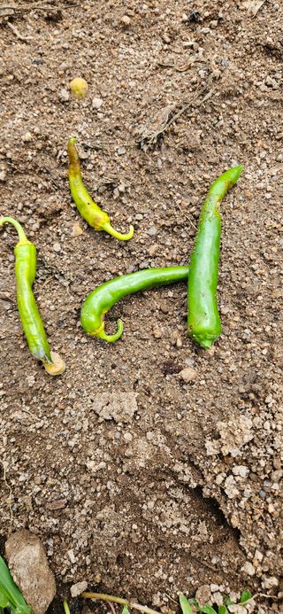 감자1963초보농부님의 고추 · 일상 작성글 사진