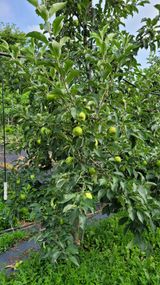 팜모닝 사과·일상 게시글 이미지