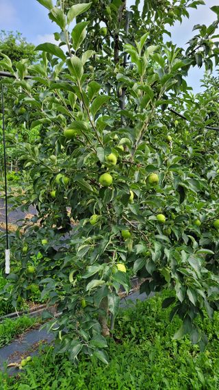 박우식님의 사과 · 일상 작성글 사진