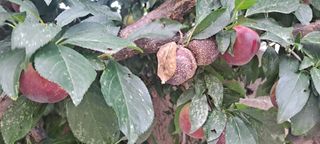 김문길님의 팜모닝 병해충 연구회 · 병해충상담 작성글 사진