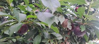 김문길님의 팜모닝 병해충 연구회 · 병해충상담 작성글 사진