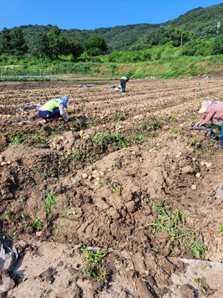 좋은인연원님의 장터이야기 · 자유게시판 작성글 사진