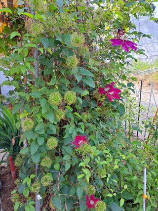 좋은인연원님의 장터이야기 · 자유게시판 작성글 사진