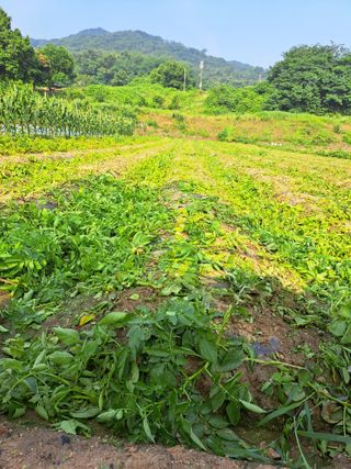 좋은인연원님의 장터이야기 · 자유게시판 작성글 사진