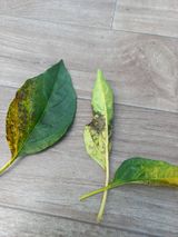 팜모닝 장마 대비 어떻게 하셨나요?·참여 게시글 이미지