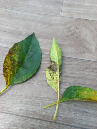 자두18953님의 장마 대비 어떻게 하셨나요? · 참여 작성글 사진