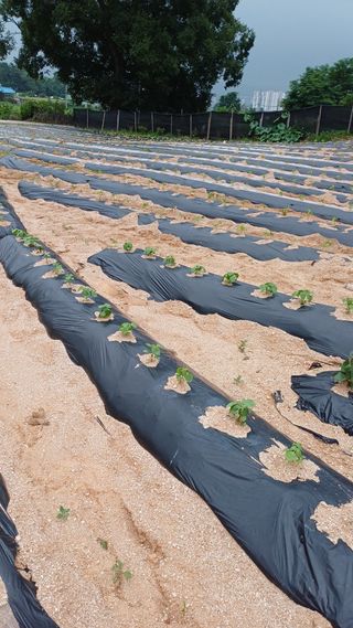 박순덕님의 들깨 · 자유게시판 작성글 사진