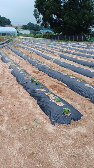 박순덕님의 들깨 · 자유게시판 작성글 사진