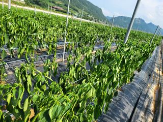 대광자동차공업사님의 고추 · 병해충상담 작성글 사진