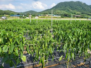 대광자동차공업사님의 고추 · 병해충상담 작성글 사진