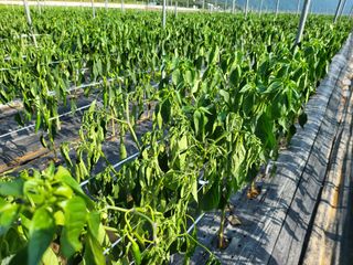 대광자동차공업사님의 고추 · 병해충상담 작성글 사진