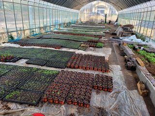 최붕수님의 두릅 · 병해충상담 작성글 사진