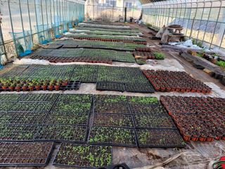 최붕수님의 두릅 · 병해충상담 작성글 사진