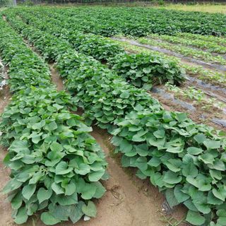 박수연님의 기타작물 · 자유게시판 작성글 사진