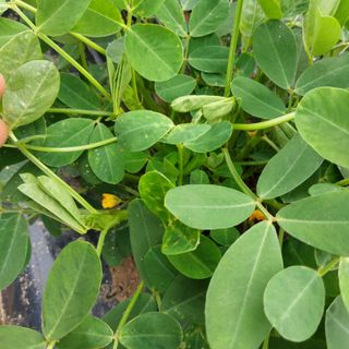 박수연님의 기타작물 · 자유게시판 작성글 사진