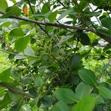 팜모닝 기타작물·영농일지 게시글 이미지