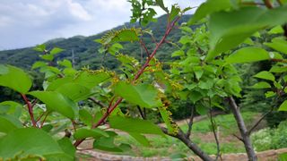 방완영님의 매실 · 병해충상담 작성글 사진