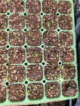 팜모닝 포도·영농일지 게시글 이미지