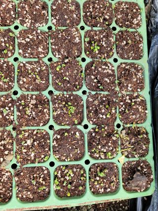 박영만님의 포도 · 영농일지 작성글 사진