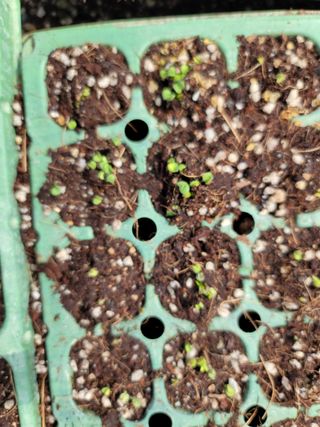 박영만님의 포도 · 영농일지 작성글 사진