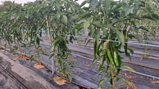 이수문님의 고추 · 비료•농약 작성글 사진