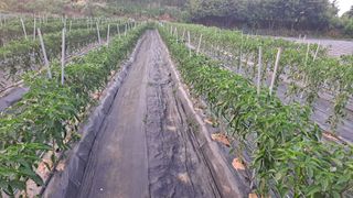 이수문님의 고추 · 비료•농약 작성글 사진