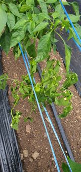 팜모닝 고추·병해충상담 게시글 이미지