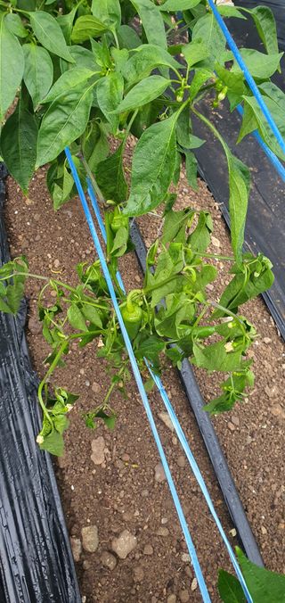 호박12912님의 고추 · 병해충상담 작성글 사진