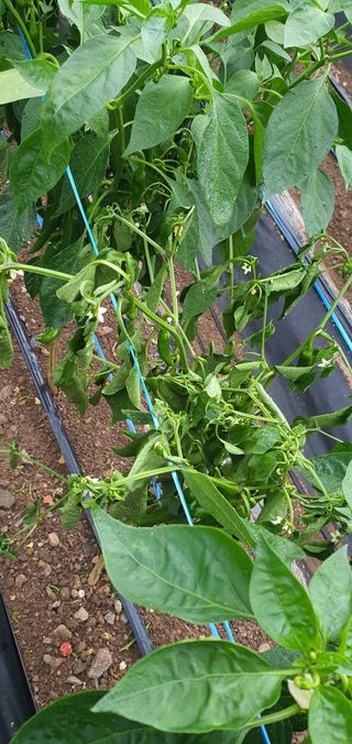 호박12912님의 고추 · 병해충상담 작성글 사진