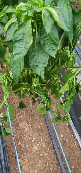 호박12912님의 고추 · 병해충상담 작성글 사진