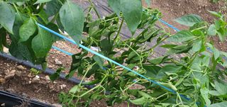 호박12912님의 고추 · 병해충상담 작성글 사진