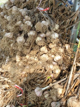 김민자님의 마늘·수확 작성글 사진