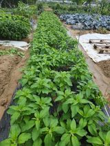 팜모닝 장마 대비 어떻게 하셨나요?·참여 게시글 이미지